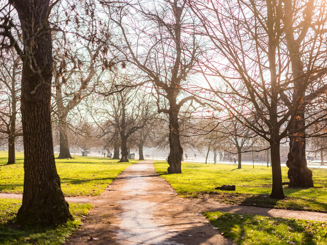 Trees in winter in Hyde Park